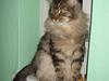 Maine Coon Diego [ Himmelkat]