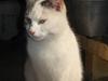 Huskat Prinsesse Mia [R.I.P]