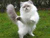 Hellig Birma Wehnert´s I Am Legend