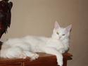 Maine Coon Kafra's white Undercover Himmel kat
