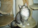 Maine Coon Felicia