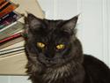 Maine Coon Isia