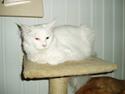 Maine Coon Natalina