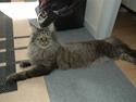 Maine Coon Dk Fribanikos´ Quigley