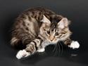 Kurilean Bobtail RGJ Cat's Jenisey