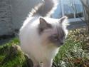 Ragdoll Caro