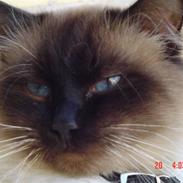 Ragdoll gismo