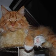 Maine Coon Anton