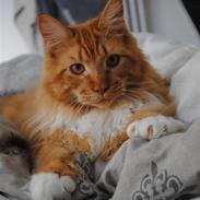 Maine Coon Anton