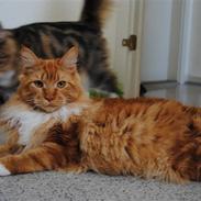 Maine Coon Anton