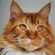 Maine Coon Anton