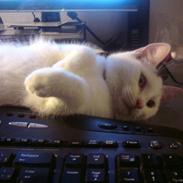 Huskat Baby