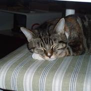 Blanding af racer Luna