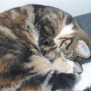 Blanding af racer Luna