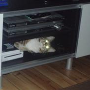 Blanding af racer Luna