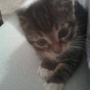 Huskat Oskar gustav hermann holm