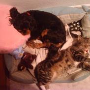 Huskat Oskar gustav hermann holm