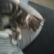 Huskat Oskar gustav hermann holm