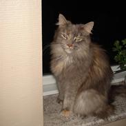 Maine Coon Spizey