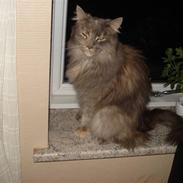 Maine Coon Spizey