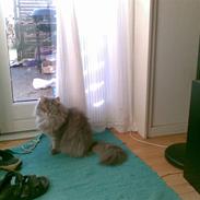 Blanding af racer sena