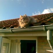 Blanding af racer sena