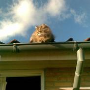 Blanding af racer sena