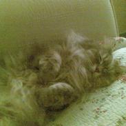 Blanding af racer sena