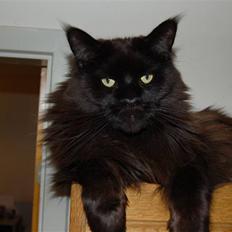 Maine Coon Kafra's Black Bandit
