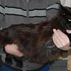 Maine Coon Kafra's Black Bandit
