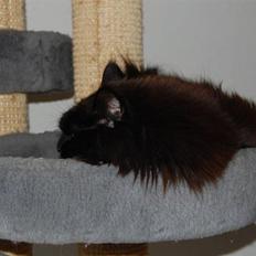 Maine Coon Kafra's Black Bandit