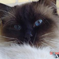 Ragdoll gismo