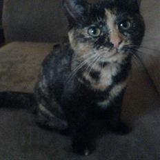 Blanding af racer mau