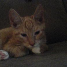 Blanding af racer rex - R.I.P.