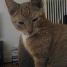 Blanding af racer rex - R.I.P.