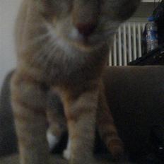 Blanding af racer rex - R.I.P.