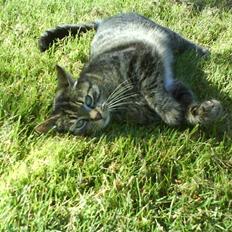 Huskat Lille keld >R.I.P< 