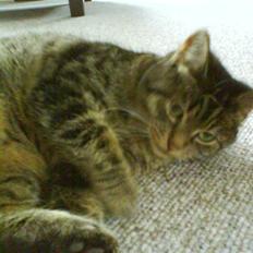 Huskat Lille keld >R.I.P< 