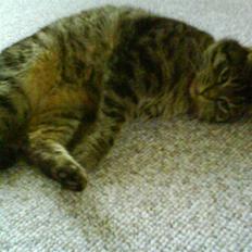 Huskat Lille keld >R.I.P< 