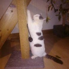 Blanding af racer Viggo