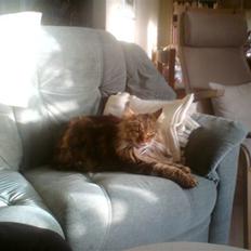 Maine Coon Lykken's Felicia