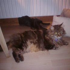 Maine Coon Lykken's Felicia