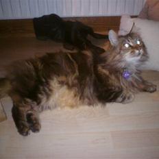 Maine Coon Lykken's Felicia