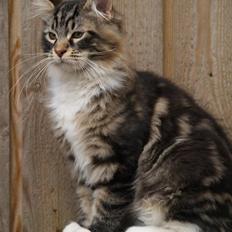 Maine Coon Valdemar død den. 16.11.16