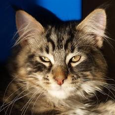 Maine Coon Valdemar død den. 16.11.16