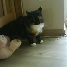 Maine Coon  ¤ Yasmin ¤ 