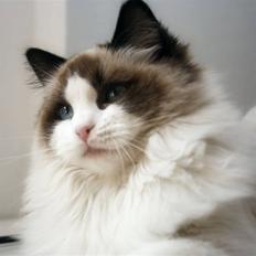 Ragdoll SiempreAmar Rising Star