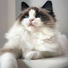 Ragdoll SiempreAmar Rising Star