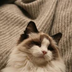 Ragdoll SiempreAmar Rising Star