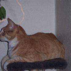 Blanding af racer Bimmer